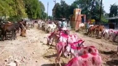 India News | Traditional 'Donkey Fair' Organised in Madhya Pradesh's Ujjain