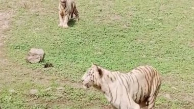 India News | Chhattisgarh: Visitors Flock to Maitri Bagh Zoo to See 2-month-old White Tiger Cub 'Singham'