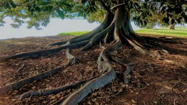 Science News | Research: Evolution of Tree Roots May Have Driven Mass Extinction