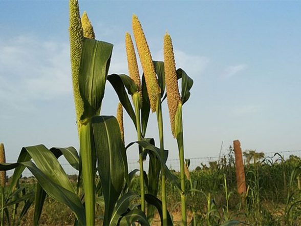 Business News | Govt Comes out with Action Plan to Promote Millet Export, Value-added Products of Millets - Vimarsana News