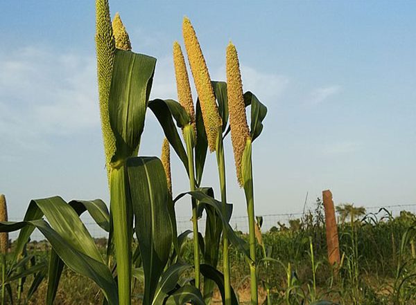 Business News | Govt Comes out with Action Plan to Promote Millet Export, Value-added Products of Millets