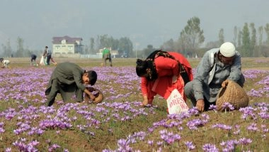 India News | Advanced Facility Drives Promotion of Saffron Cultivation in J&K