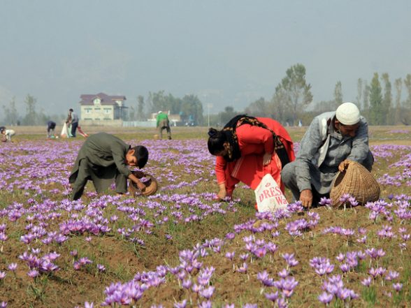 India News | Advanced Facility Drives Promotion of Saffron Cultivation in J&K - Vimarsana News