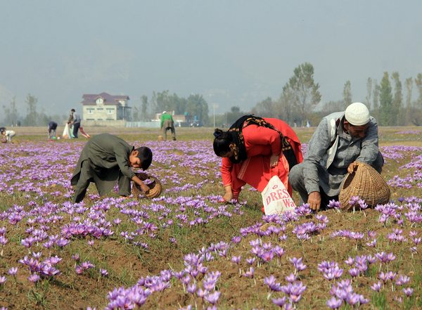 India News | Advanced Facility Drives Promotion of Saffron Cultivation in J&K
