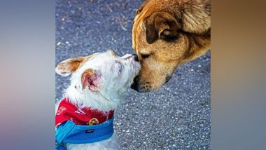 Sheru Te Sweety Di Wedding: Neighbours in Gurugram to Get Their Dogs Married