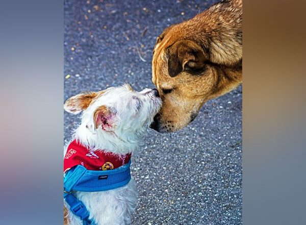 Sheru Te Sweety Di Wedding: Neighbours in Gurugram to Get Their Dogs Married