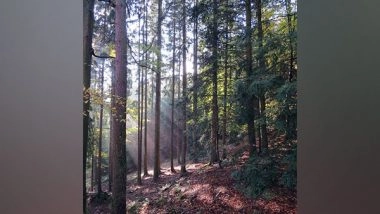 Science News | Researchers Reveal Why Replanted Tropical Trees Don't Survive for Long