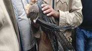 India News | Delhi: Fire Brigade Rescues Eagle Tangled with 'Manjha'