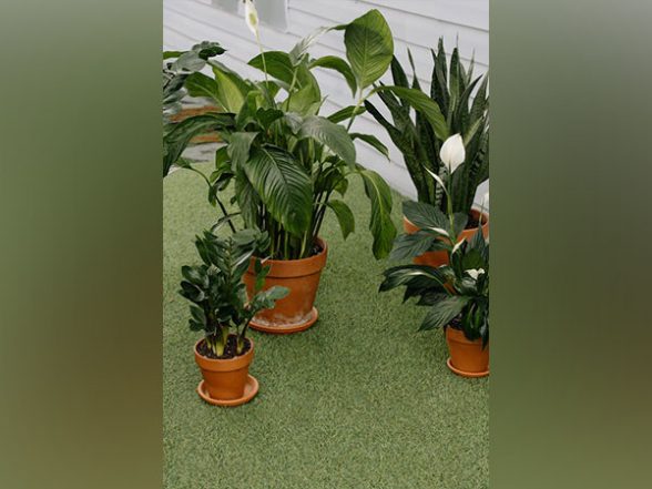 Science News | Plant Roots Change Shape and Branch out for Water: Study - Vimarsana News