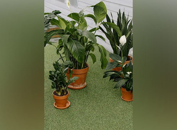 Science News | Plant Roots Change Shape and Branch out for Water: Study
