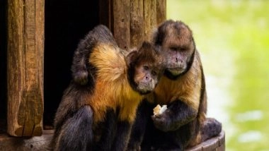 Science News | Research Suggests Cultural Heritage May Influence Capuchin Monkeys' Tool Choices