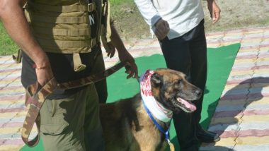 Zorba, K9 Dog Squad Hero With Over 60 Records, Passes Away in Assam