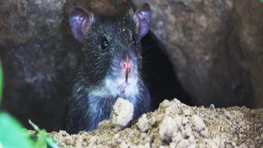 India News | Rats Ate over 500 Kg Confiscated Marijuana, Says Mathura Police, Court Demands Proof of It