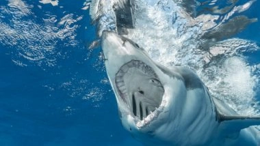 Science News | Sea Trial Shows 'SharkGuard' Reduces Bycatch of Endangered Sharks