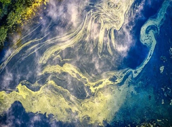 Science News | New Technology Maps Detailed Movement of Microscopic Algae, Crucial for Ocean Health
