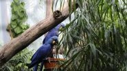 Science News | Planet's Most Unique Birds at Higher Risk of Extinction