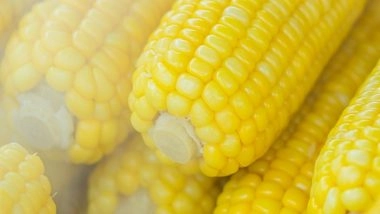 Lifestyle News | Sweet Corn Sweltering in Summer Heat Spells Uncertainty for Corn Lovers: Research
