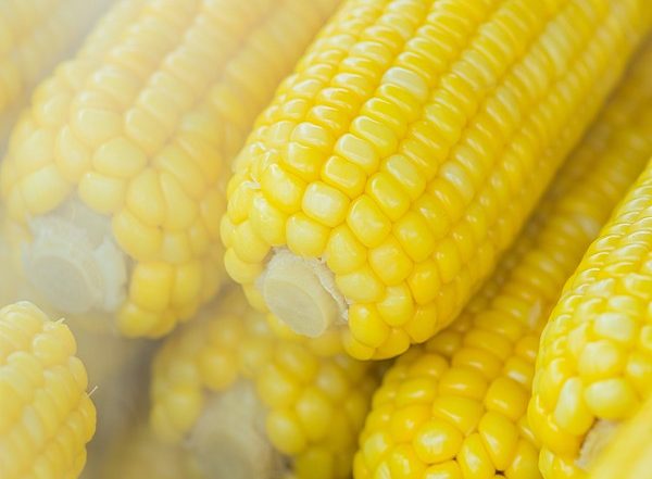 Lifestyle News | Sweet Corn Sweltering in Summer Heat Spells Uncertainty for Corn Lovers: Research