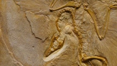Science News | Half-a-billion Year Old Fossilised Brain of Sea Creature Defies Textbook Explanation: Research