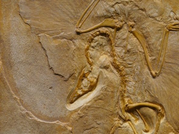 Science News | Half-a-billion Year Old Fossilised Brain of Sea Creature Defies Textbook Explanation: Research - Vimarsana News