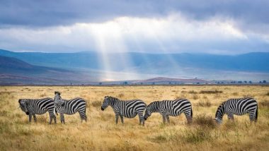 Science News | Most Dry Rangelands Under Danger Due to Increased Grazing Demand