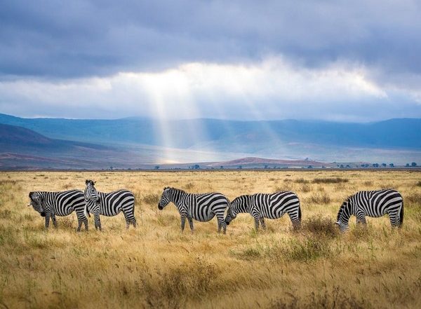 Science News | Most Dry Rangelands Under Danger Due to Increased Grazing Demand