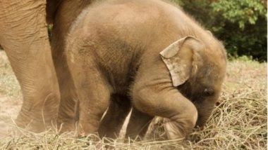 India News | Elephant Carcass Found in Chhattisgarh's Surajpur