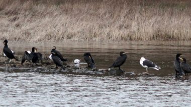 Russia-Ukraine War to Blame for Fewer Migratory Birds in Haridwar in Uttarakhand This Winter: Expert