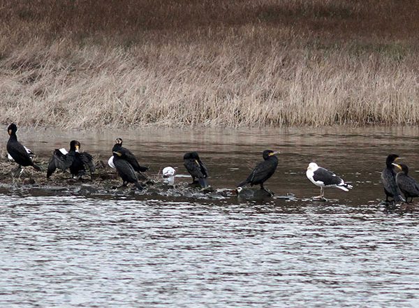 Russia-Ukraine War to Blame for Fewer Migratory Birds in Haridwar in Uttarakhand This Winter: Expert