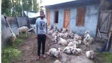 India News | Educated Bandipora Shepherd Uses Scientific Methods to Turn Sheep Farming Profitable