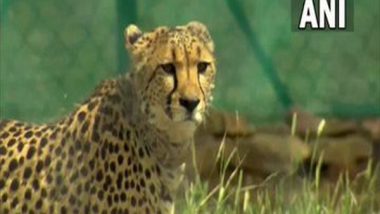 Madhya Pradesh: Two Female Namibian Cheetahs Shifted to Big Enclosure at Kuno National Park