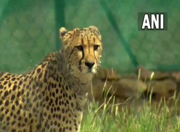 Madhya Pradesh: Two Female Namibian Cheetahs Shifted to Big Enclosure at Kuno National Park