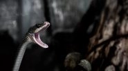 Science News | Venom in Snakes and Salivary Protein in Mammals Share a Common Origin: Study