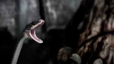 Science News | Venom in Snakes and Salivary Protein in Mammals Share a Common Origin: Study