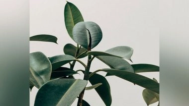 Science News | Plant Study Hints Evolution May Be Predictable