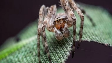 Science News | Scientists Discover New Fossil Revealing Origin of Arthropod Breathing System