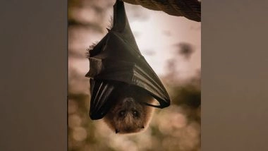 Science News | Scientists Reveal First Close-up Look at Bats' Immune Response to Live Infection