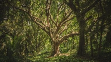 Science News | Study Finds How Forests Benefit from Variety of Tree Species, Genetic Diversity