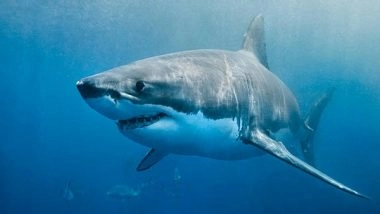 Science News | Study Examines Connection Between Shark Nose Shape, Size, Smell Sensitivity
