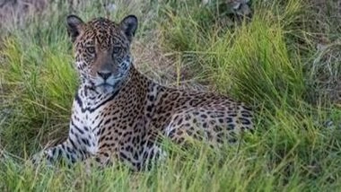 India News | International Jaguar Day Celebrated at National Zoological Park in Delhi
