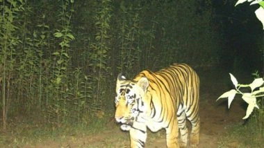 India News | Tiger Spotted in Chhattisgarh's Udanti-Sitanadi Tiger Reserve After 3 Years