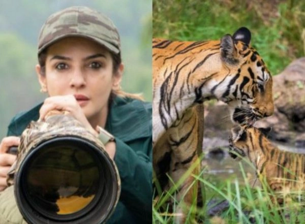 Entertainment News | Tiger Video Row: Didn't Flout Guidelines, Tweets Raveena Tandon; Forest Official Seeks Report, Puts Onus on Guides