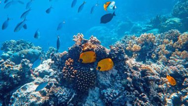 Science News | Study Reveals What Ancient Underwater Food Webs Can Tell Us About the Future of Climate Change