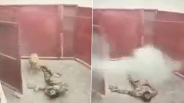 Pakistan-Afghanistan Border Clash: Afghan Man Opens Fire on Pakistani Soldiers in Chaman-Spin Boldak Crossing (Watch Video)