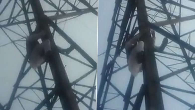 MCD Elections 2022: Former AAP Councillor Haseeb-ul-Hasan Climbs High-Tension Wire Tower After Party Denies Him Ticket From Gandhinagar For Civic Body Polls (Watch Video)