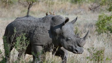 Paraceratherium: Rhinos Dispersed Across South, Central Asia Via Tibet, Says Study