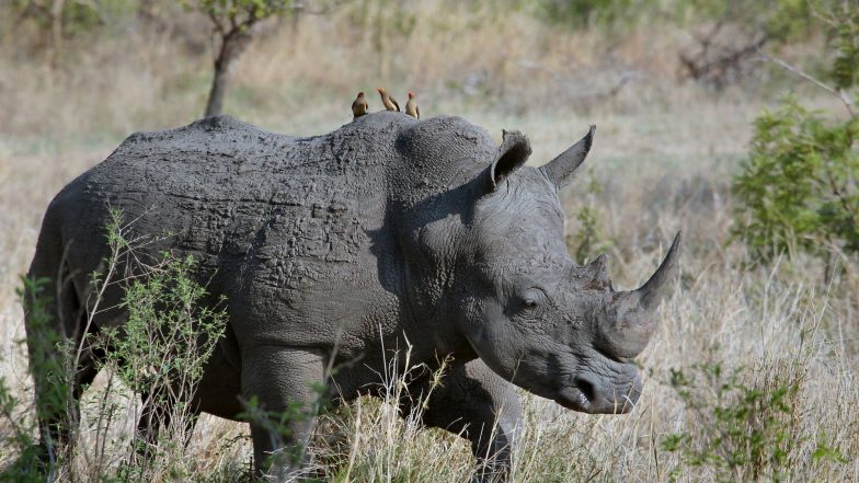 Rhino Attacks, Injures Two Engaged in Road Clearance Work in Kohora Forest Range at Kaziranga  National Park in Assam