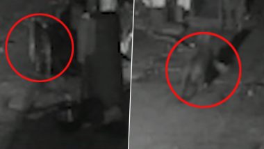 Leopard Pounces on Dog, Drags It Away in Karnataka’s Srinivaspur Village, Spine-Chilling Video Goes Viral