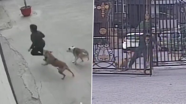 Dog Attack in Ghaziabad: 11-Year-Old Girl Narrowly Escapes After Being Chased By Aggressive Stray Dogs in Vaishali (Watch Video)