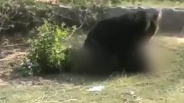 Bear Attacks Three in Tamil Nadu Forest, Leaves Them Seriously Injured; Scary Video Goes Viral